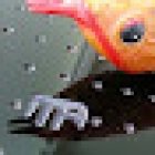 Mary-Annes Aquariums - Custom Aquarium Builder