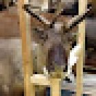 Nancy Museum-Aquarium