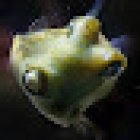 Aquarium du Limousin