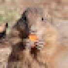 Arizona-Sonora Desert Museum