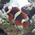 Animal Instincts Aquarium and Pet Center