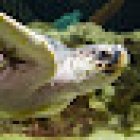 UGA Marine Education Center and Aquarium