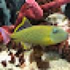 Tropical Lagoon Aquarium