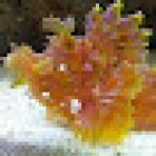 Emerald Bay Fish & Reptile