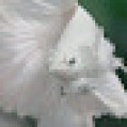 Aquatic Creations Ltd