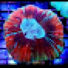 Nocturnal Reef - Tropical Fish and Coral