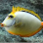 Pete's Aquariums & Fish