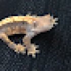 Team E.C.C.O. & the Aquarium & Shark Lab by Team ECCO