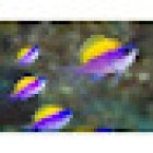 Comanche Creek Aquatics & More