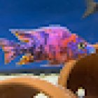 Lake Michigan Cichlids