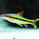 Antwerps Cichliden Center