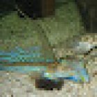 Lake District Coast Aquarium, Maryport