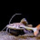 Sweet Knowle Aquatics