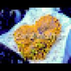 Coral Master germany