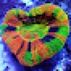 Coral nest marine hobby Leipzig