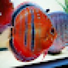 Discus Special Battenberg