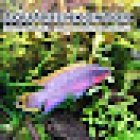 Aquarienkontor (Süß- und Meerwasseraquarien, LED-Beleuchtungen, Filter uvm).