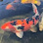 Aquaristik-Teichpflege (kein Produktverkauf)