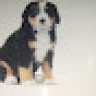 I Veri Amici -Pet shop Toelettatura - Ornitologia