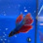 Tom & Jerry Pet Shop e articoli per la pesca