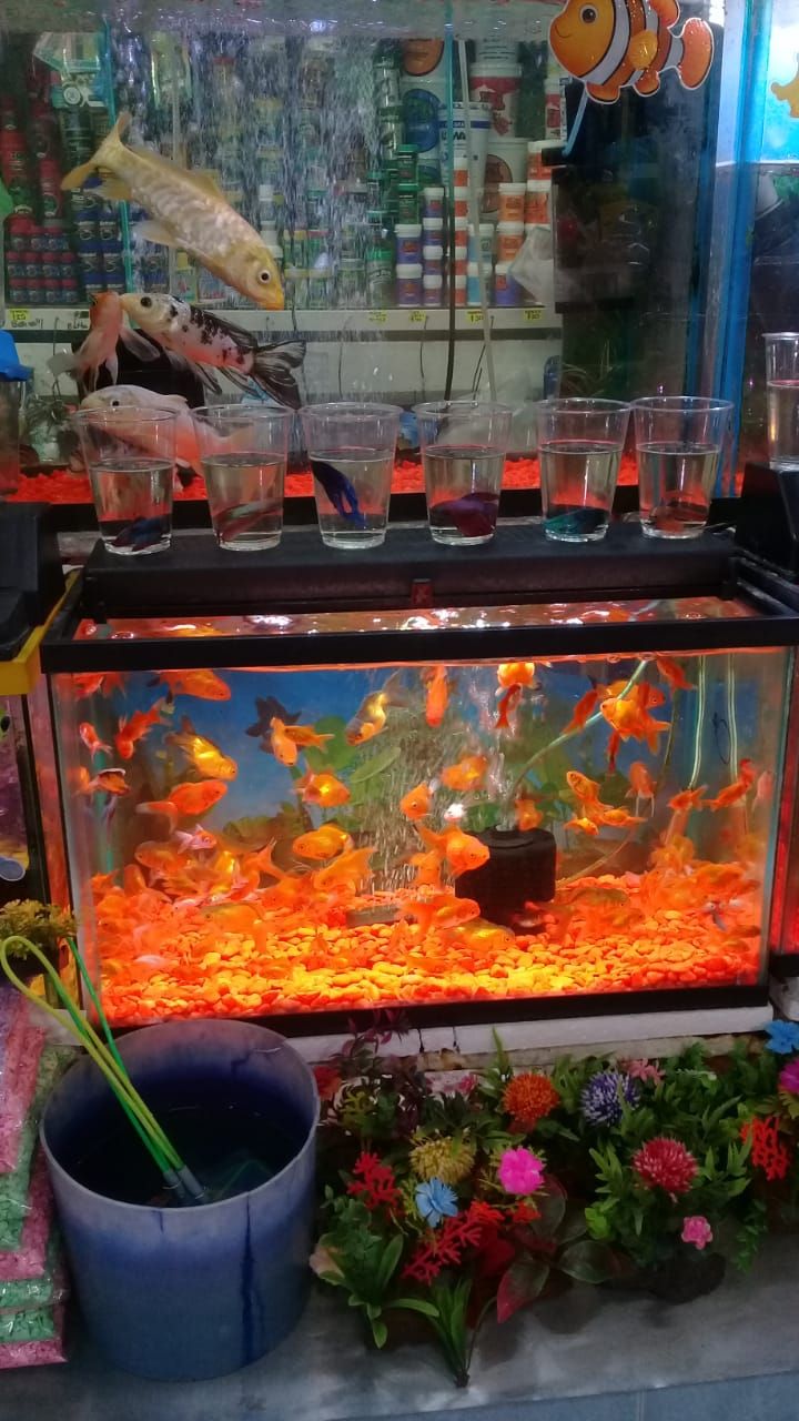 Acuario Las Güeras