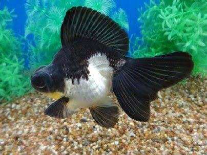 Acuario Vega's Pet shop - forjadores