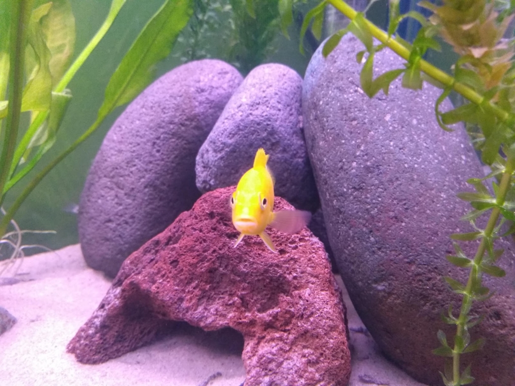 Acuario Oscar's