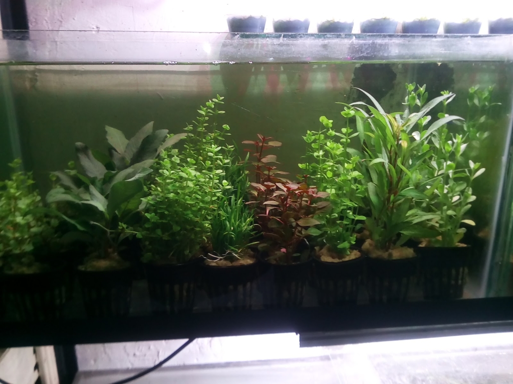ACUARIO NEPTUNO