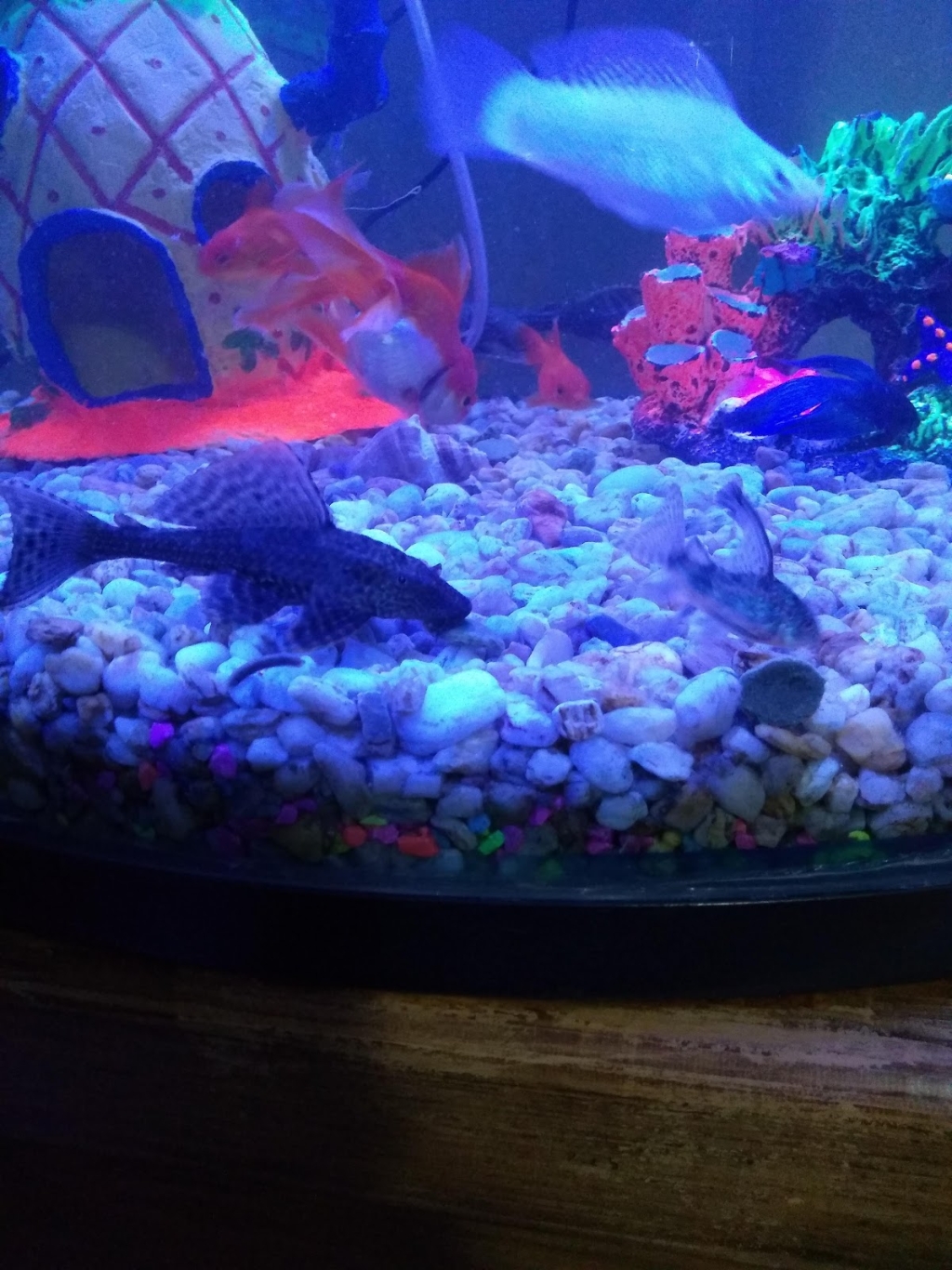 Acuario Aquatarkus