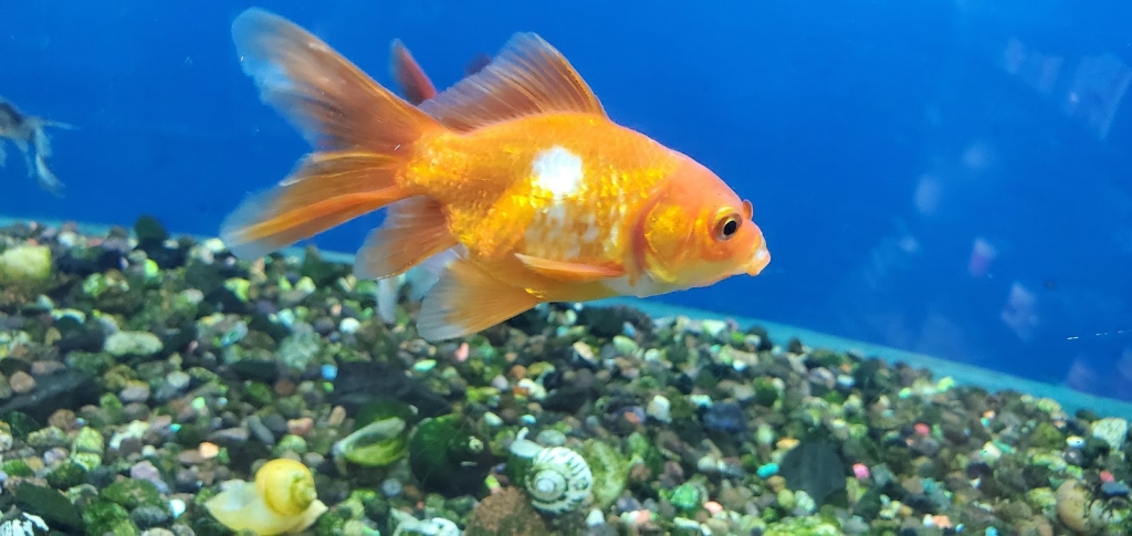 Acuario Arrecife