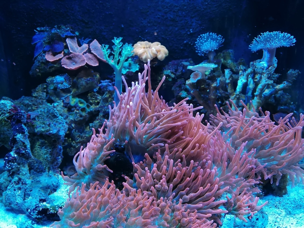 POLIPO Aquarium