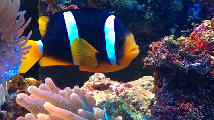 ACUARIO ROSARIO