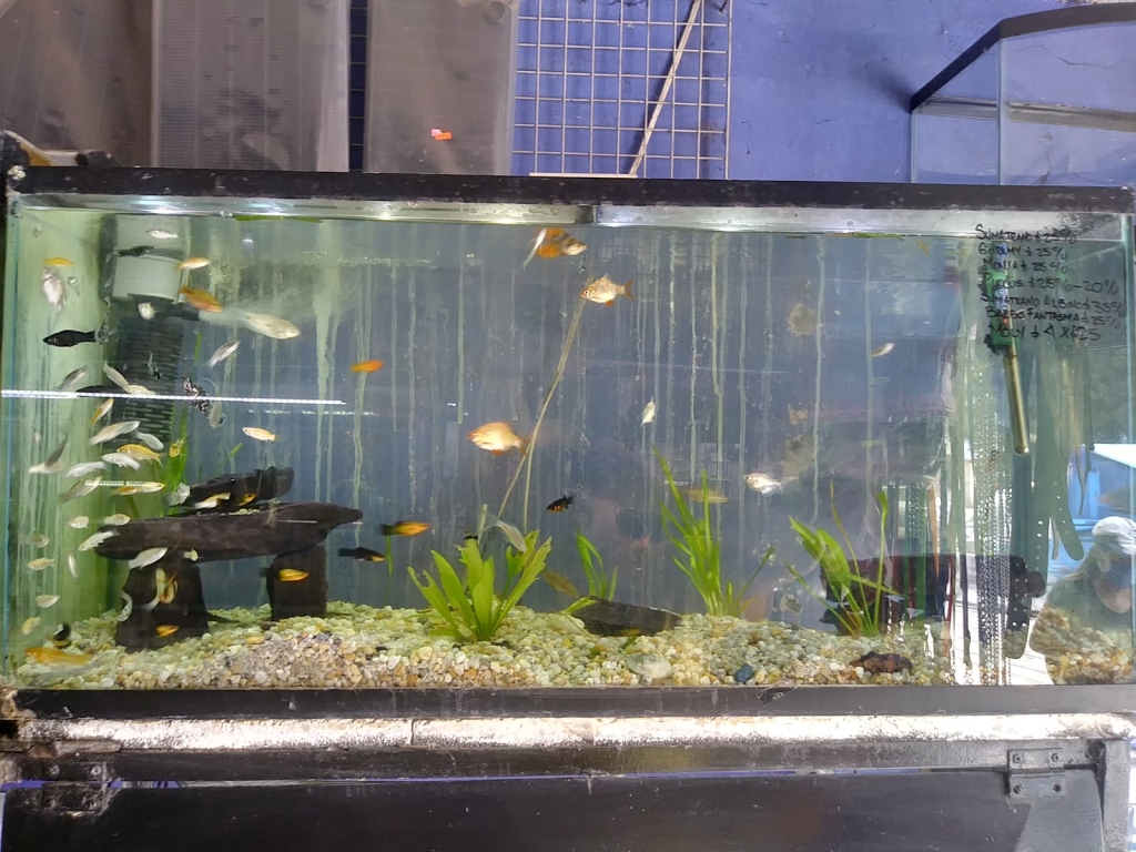 Acuario Alex