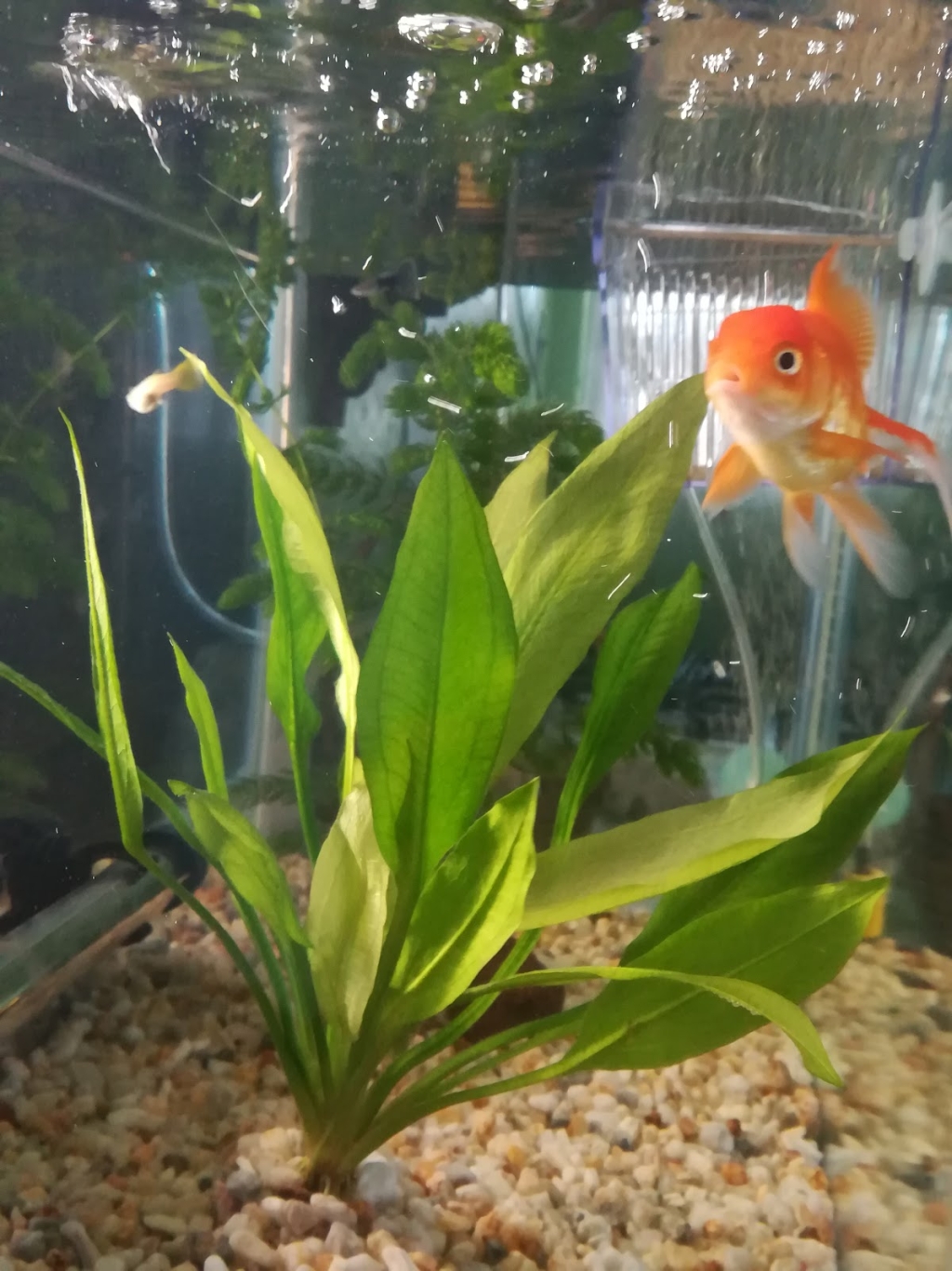 Acuario Piscis