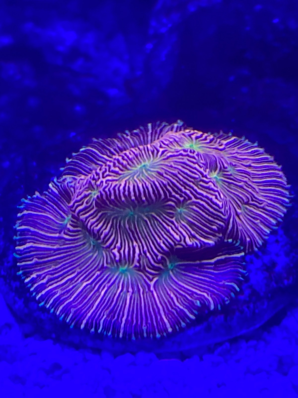 Acuario Aqua Pets