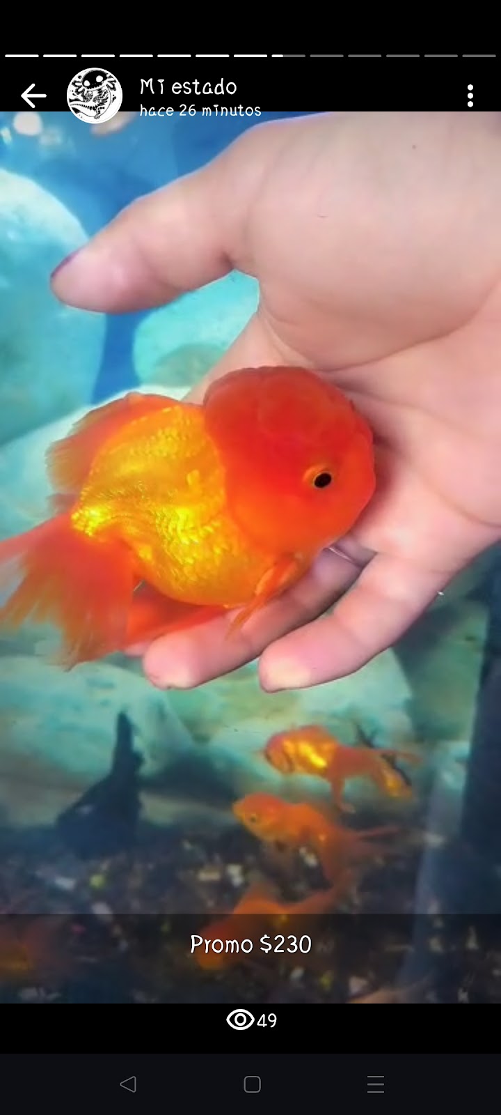 Acuario Mascotilandia