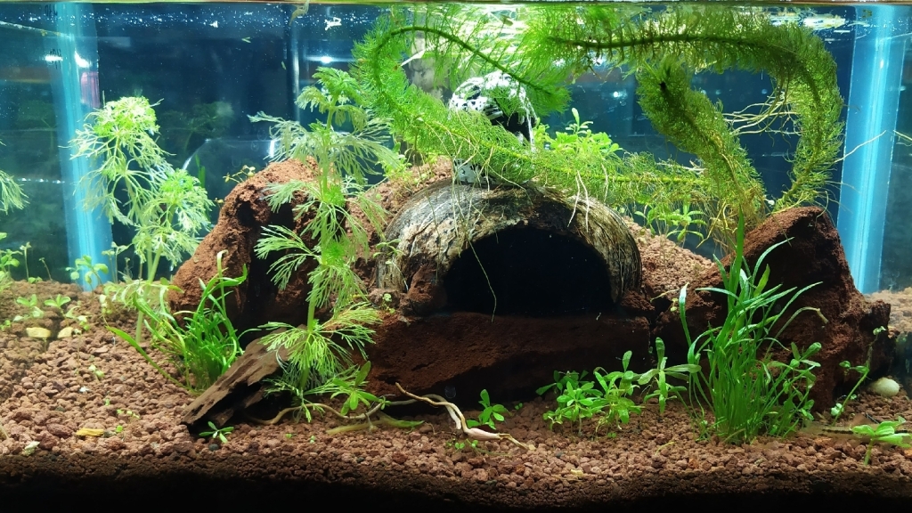 Acuario Allende