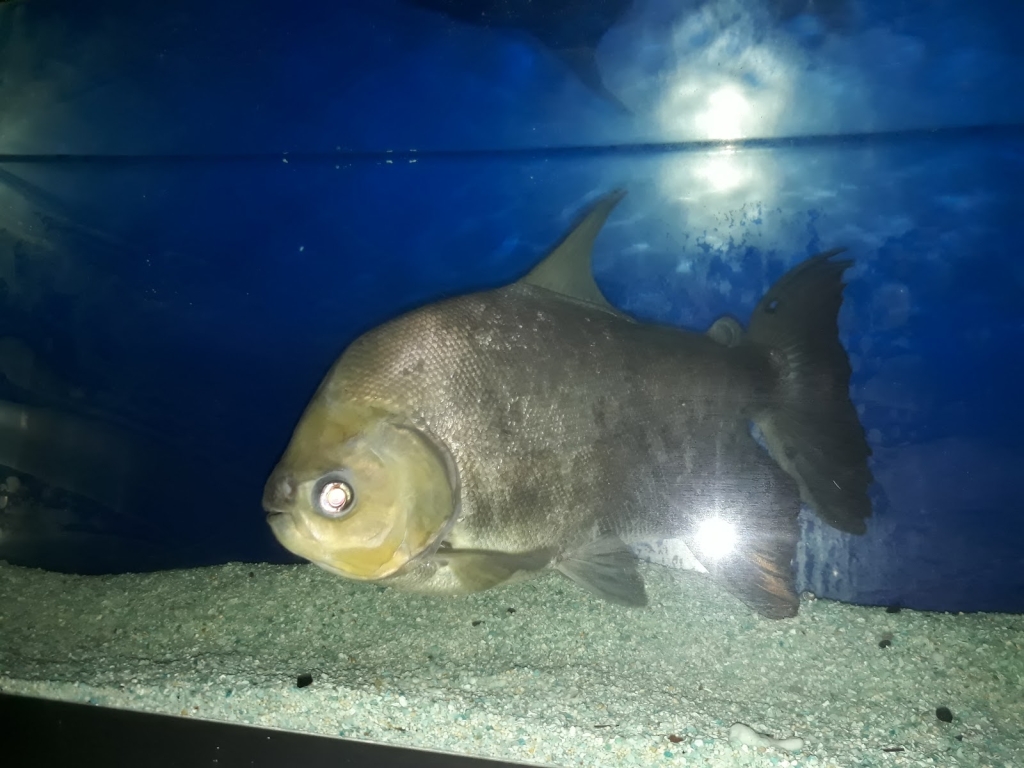 Acuario Alondra