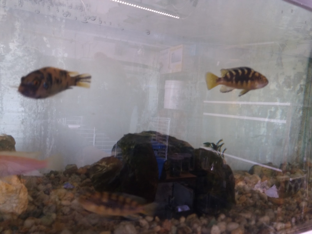Acuario Rayo