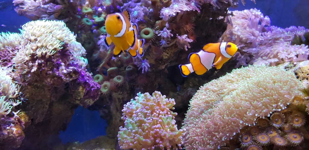 Splash Aquarium