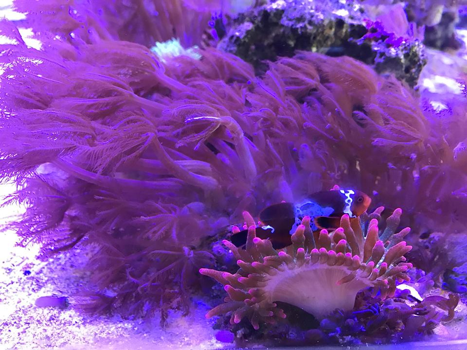 Reef Aquarium