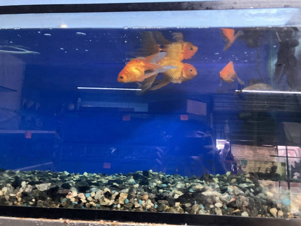 Golden Fish Aquarium