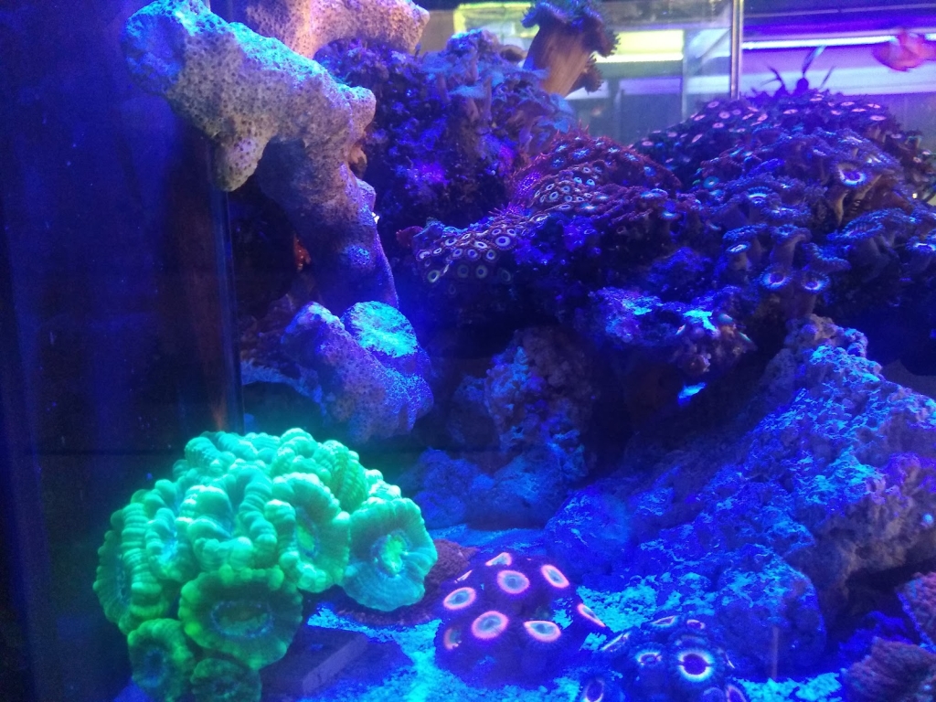 Big Fish Aquarium Boutique