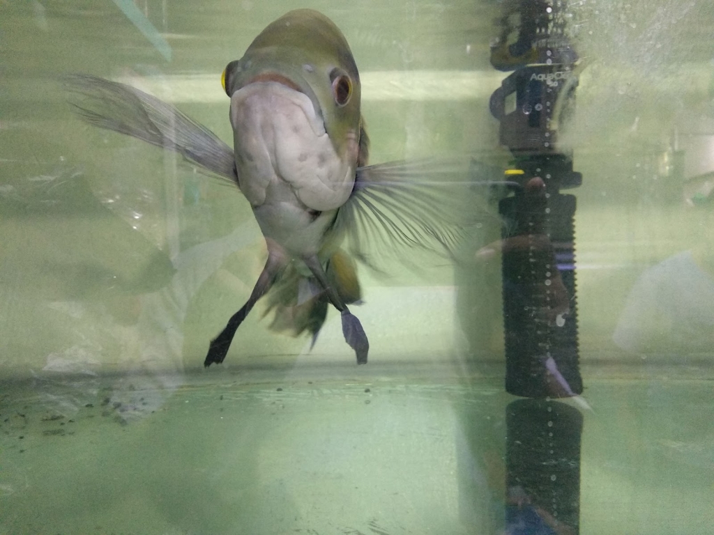 Acuario ESTRADA