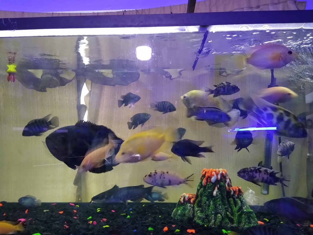 Acuario Don Cangrejo