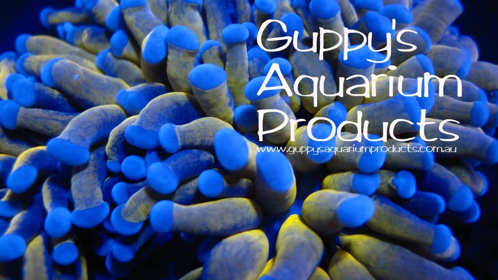 Productos de Acuario de Guppy