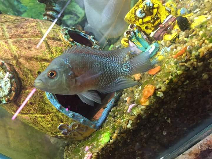 Acuario La Orilla