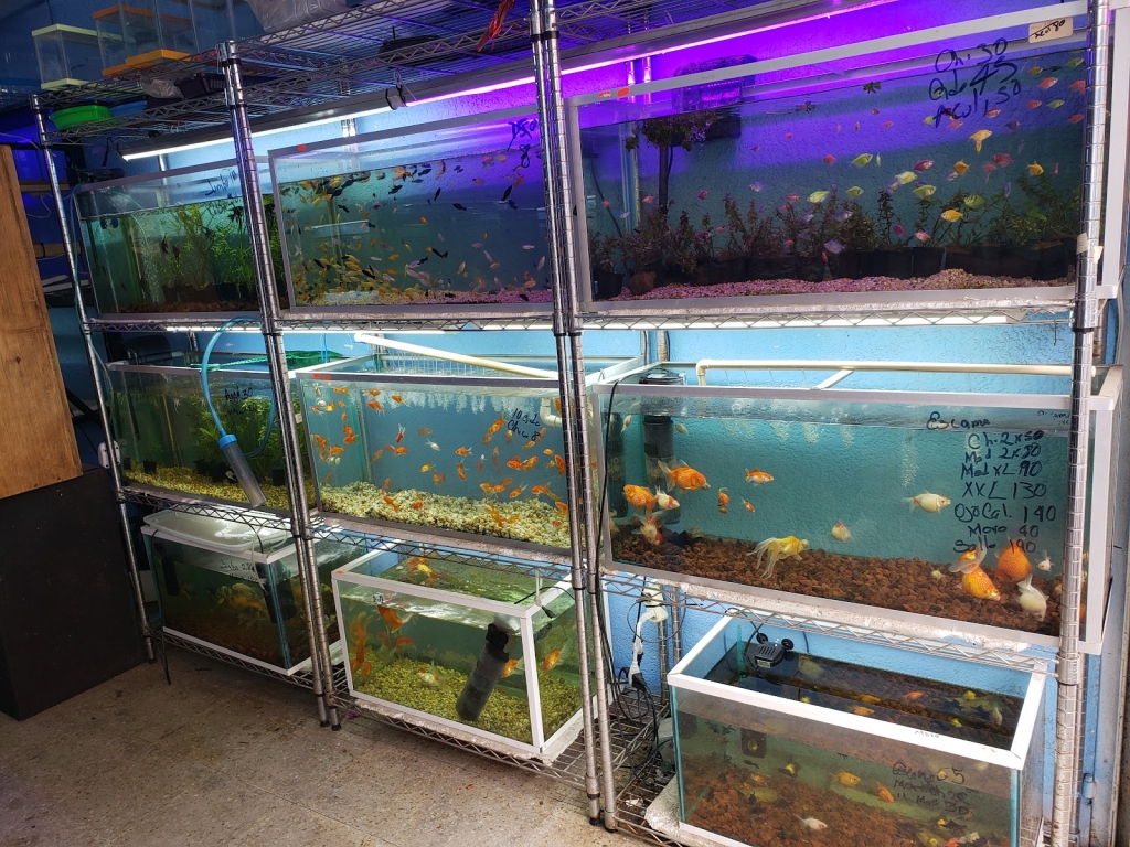 Acuario Mauis