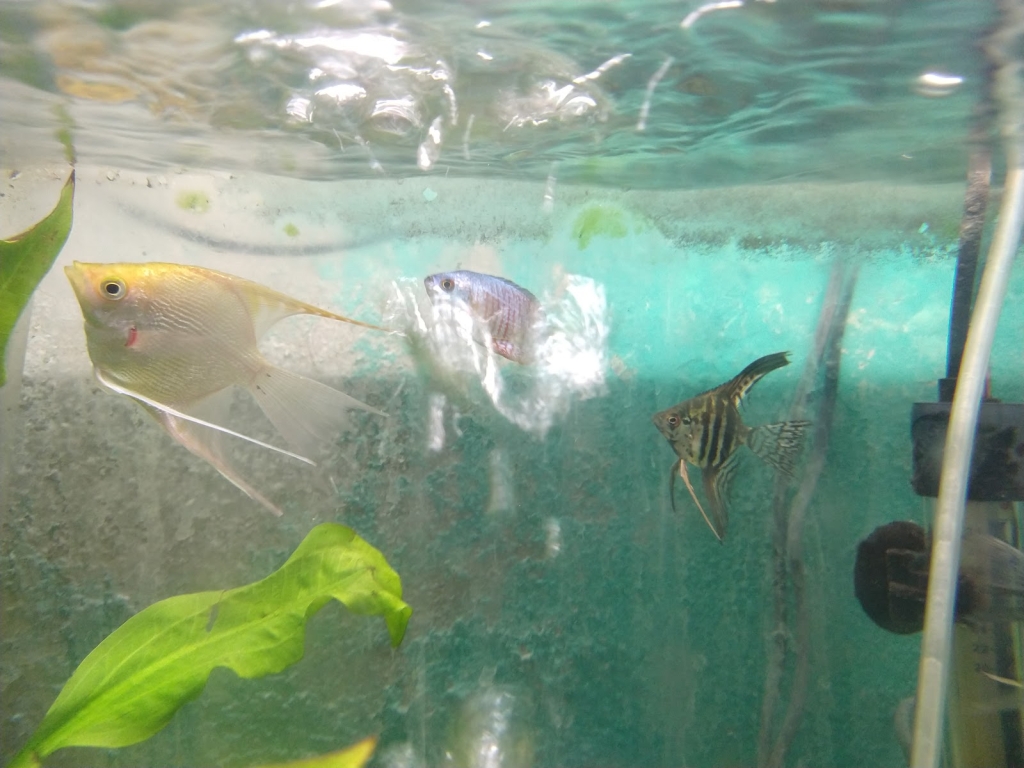 Acuario Thai