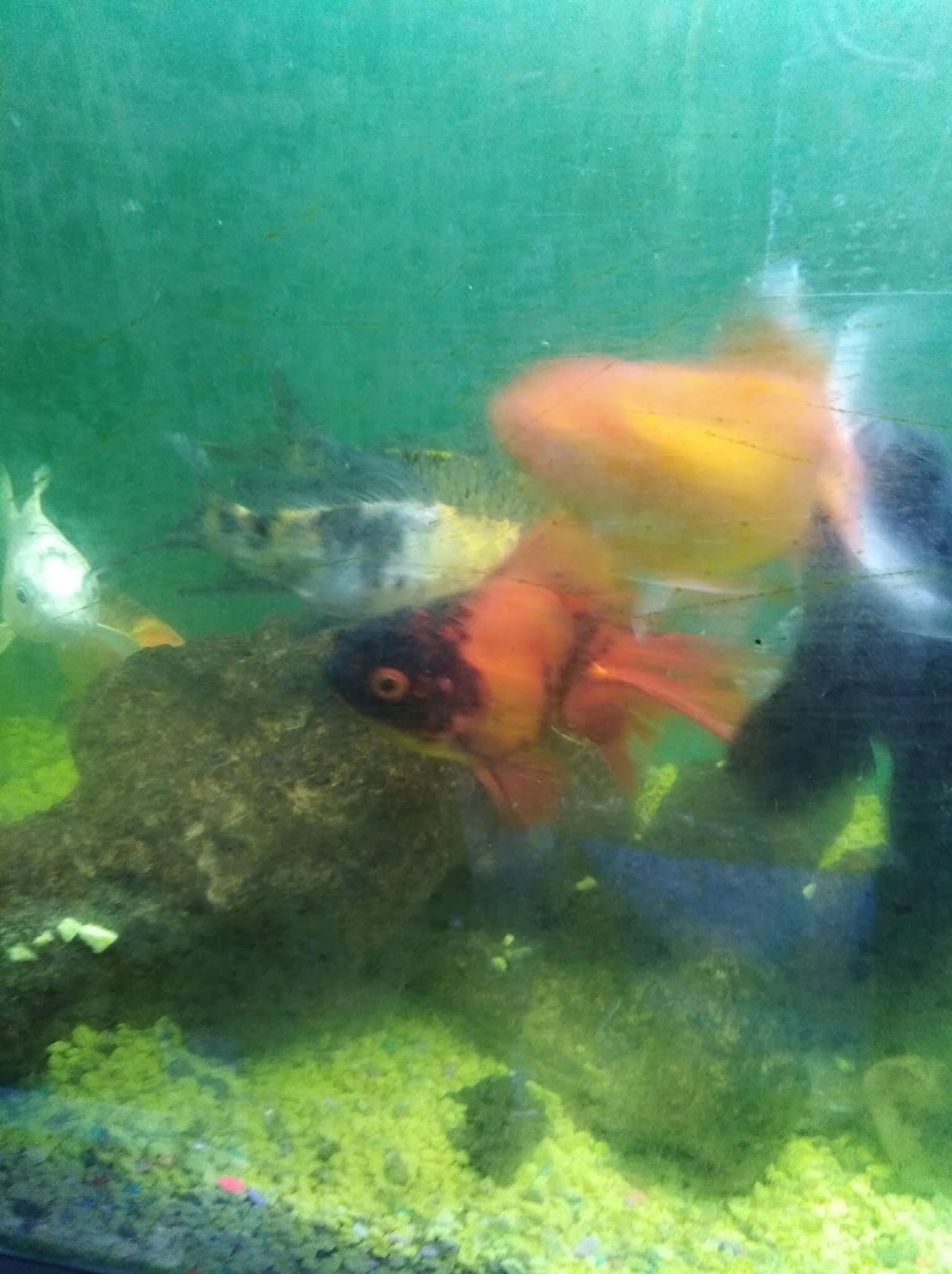 Acuario Fito's